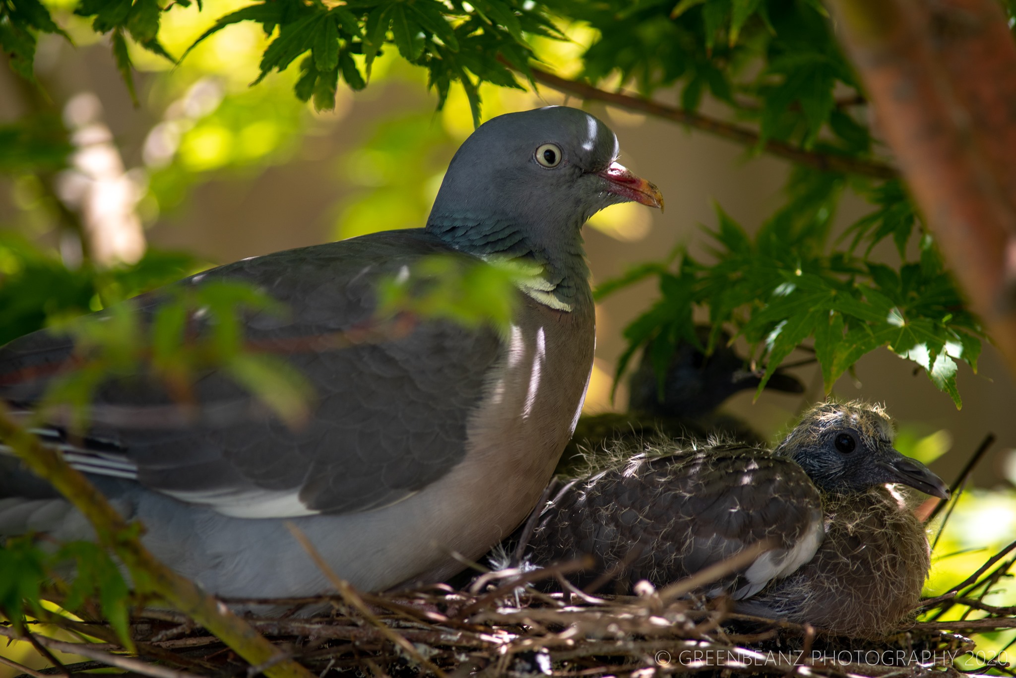 Pigeon with chick in nest May 2020